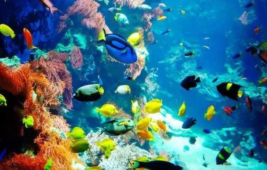 Hurghada: Professional Diving open water with lunch