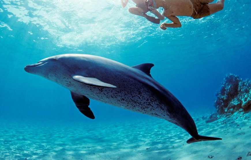 Dolphin House: Swim with Dolphins & Lunch