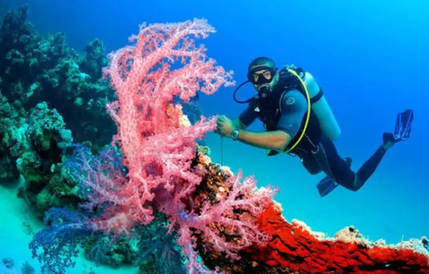 Hurghada: Professional Diving open water with lunch