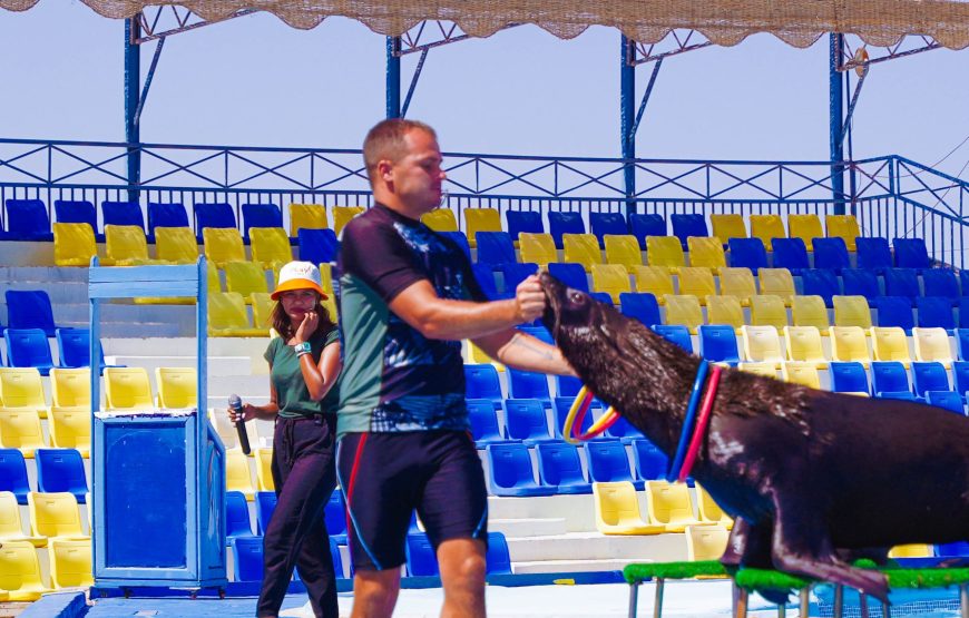 Hurghada: Experience the Magic of the Dolphin Show