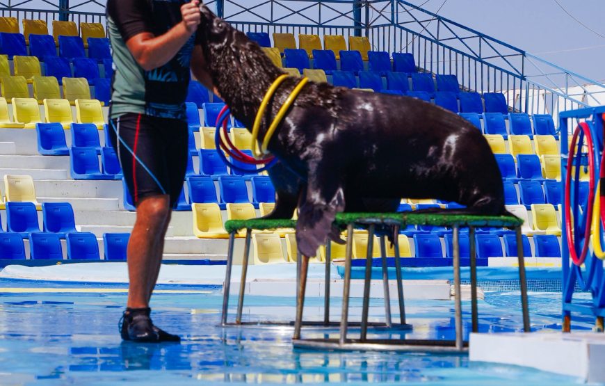 Hurghada: Experience the Magic of the Dolphin Show
